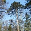 Parkrészlet